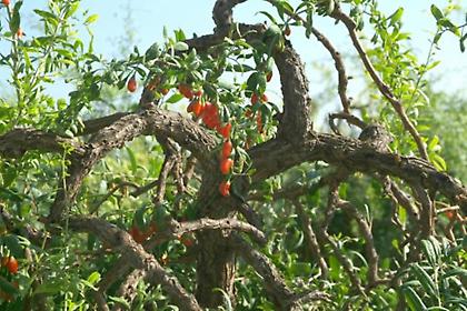 Η καλλιέργεια του γκότζι έχει προοπτικές