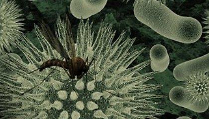 Πρώτο κρούσμα με ιό του Δυτικού Νείλου στην Αττική