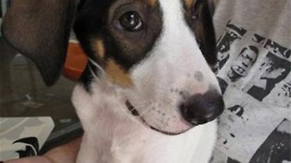 Έσωσαν σκυλί από των λαθρομεταναστών …τα δόντια