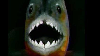 Πιάστε τα πιράνχας!