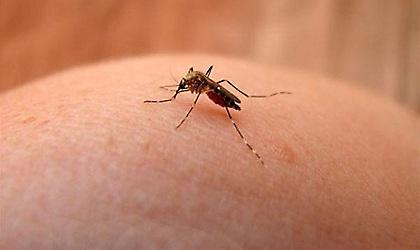 Συναγερμός κρούσματα μόλυνσης με τον ιό του Δυτικού Νείλου