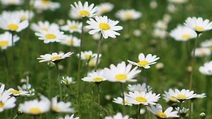 Από την «κοσμοχαλασιά» στην Ελλάδα που ανθίζει…