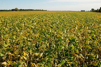 Goodyear: ελαστικά με λάδι σόγιας