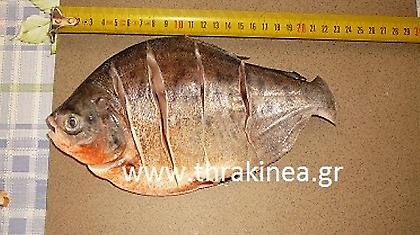 Ψάρεψε πιράνχας στο Δέλτα του Έβρου