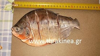 Ψάρεψε πιράνχας στο Δέλτα του Έβρου