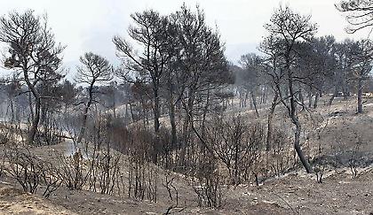 Λιγότερο πράσινο, περισσότερο γκρι!