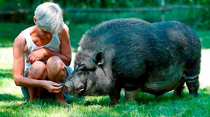 Έχουν για κατοικίδιο ένα... αγριογούρουνο!