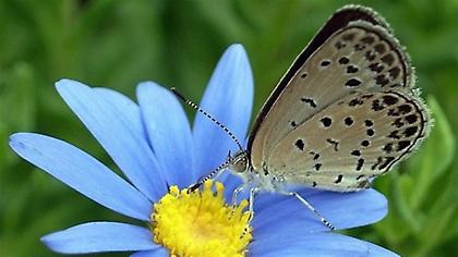 Μεταλλαγμένες πεταλούδες γύρω από την Φουκουσίμα
