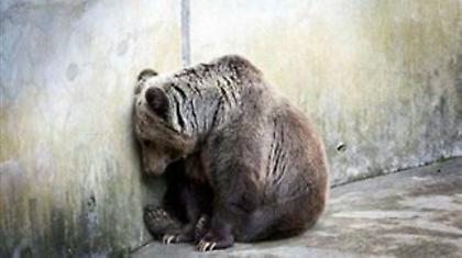 Πήγε να αποφύγει το ελάφι και έπεσε σε... αρκούδα