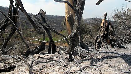 Καταστροφή της Χίου!