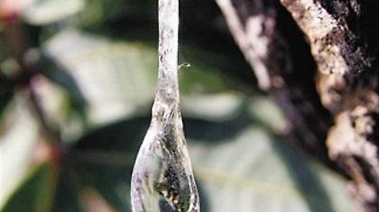 Κάηκε το 30% των μαστιχόδεντρων της Χίου