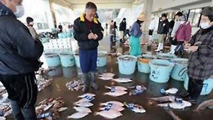 Φουκουσίμα: Αλιεύθηκαν ψάρια με ραδιενέργεια σε επίπεδα ρεκόρ