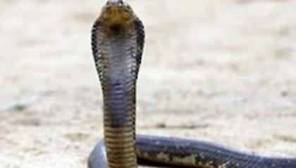 Αγρότης σκότωσε κόμπρα δαγκώνοντάς την