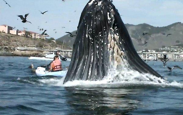 Μια φάλαινα ανάμεσα μας (vid)