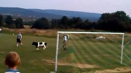 Μην πετάτε… αγελάδες στο γήπεδο! (video)