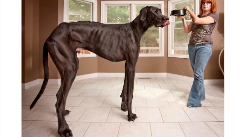 Δέκα παλαβά ρεκόρ για το βιβλίο Γκίνες