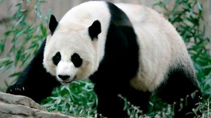 Θλίψη για το νεογέννητο πάντα που βρέθηκε νεκρό