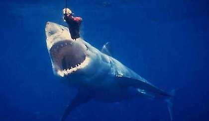 Κινδυνεύουν με αφανισμό οι καρχαρίες