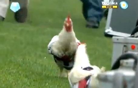 Κοτόπουλα της Ρίβερ (video)