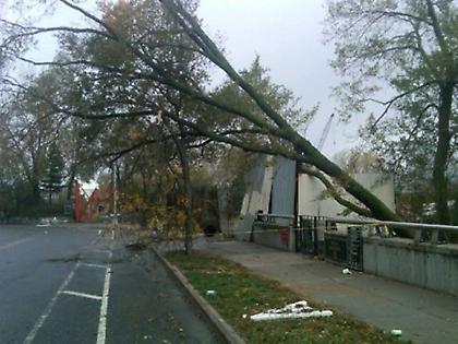 Η ιστορία ενός ξεριζωμού (δέντρων)