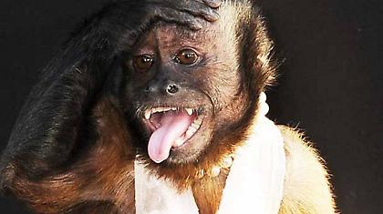 Η βλακεία παραμένει ανίκητη!