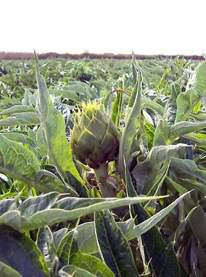 Αυτή η αγκινάρα μπορεί να προσελκύσει 500.000 επιπλέον τουρίστες...