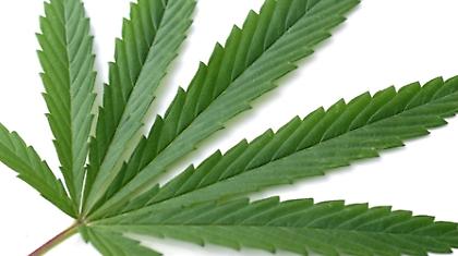 Κανονικά και με το νόμο η χρήση κάνναβης