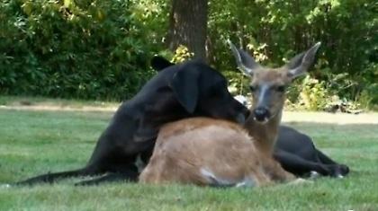 Ένα υπέροχο, αταίριαστο ζευγάρι