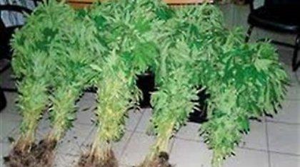 Αντί για ρούχα στη ντουλάπα, είχε χασισόδεντρα!