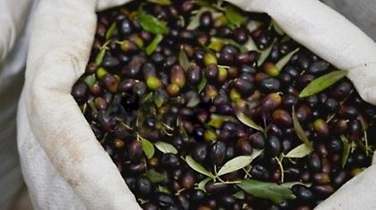 «Λιομάζωμα στη Μεσσηνία» στο πλαίσιο ανάπτυξης του αγροτουρισμού