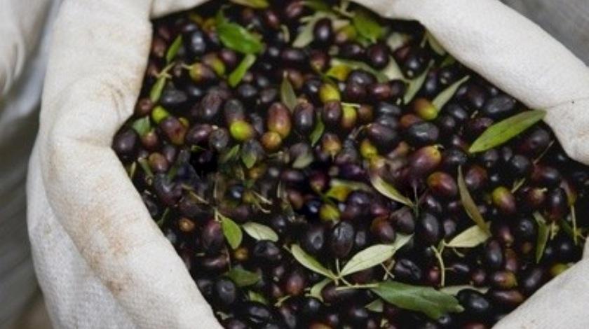 «Λιομάζωμα στη Μεσσηνία» στο πλαίσιο ανάπτυξης του αγροτουρισμού