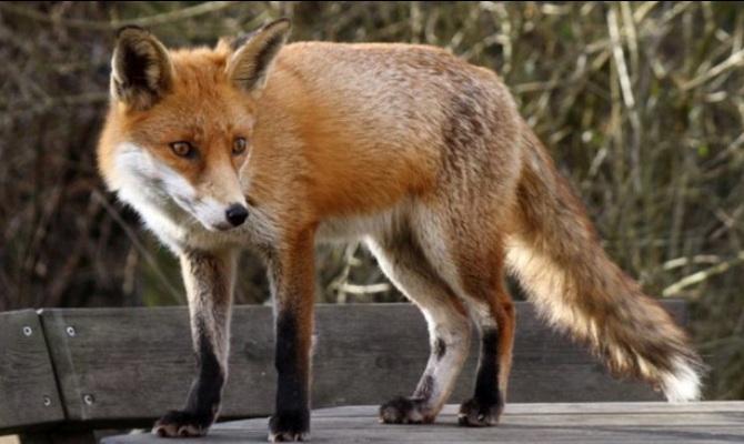 Αλεπού έκλεψε iPhone και έστειλε και SMS