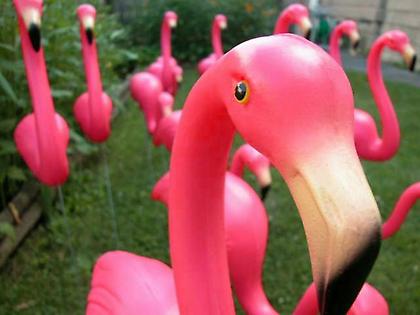 Rise of the pink flamingos