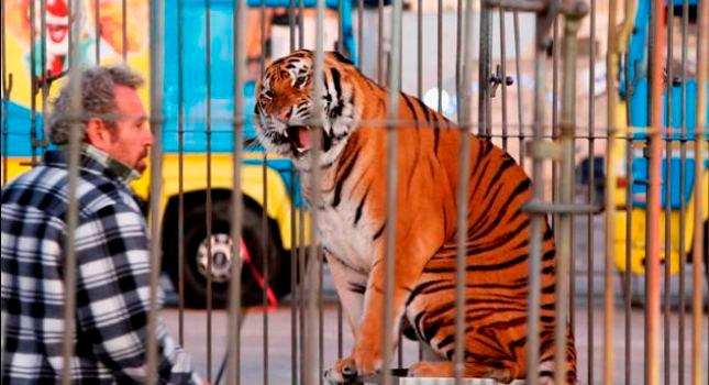 Ιδιοκτήτης τσίρκου κλειδώθηκε σε κλουβί με τίγρεις!