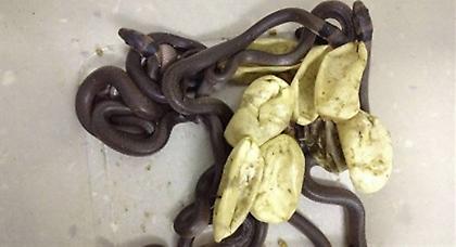 Φύλαξε τα αυγά στην ντουλάπα και βγήκαν… φίδια!