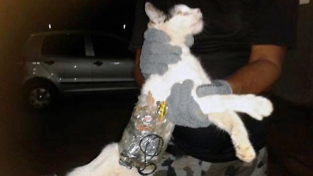 Μία γάτα συνεργός σε απόδραση