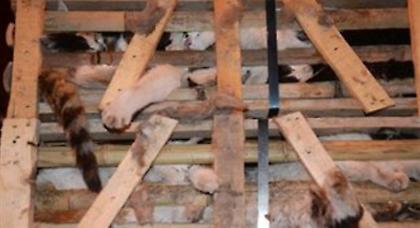 Σώθηκαν 1.000 γάτες που προορίζονταν για… εστιατόρια