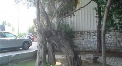 Έκοψαν για καυσόξυλα και την ελιά του Πλάτωνα!