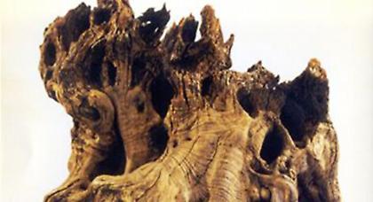 Ξερίζωσαν και έκαψαν την «Ελιά του Πλάτωνα»