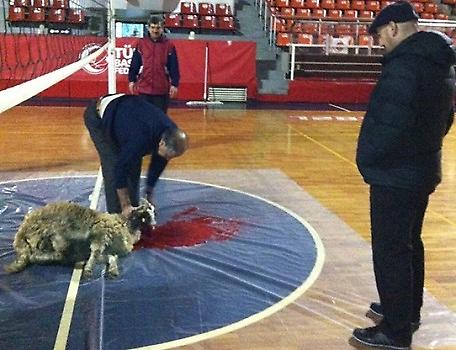 Έσφαξαν αρνί για το γούρι!