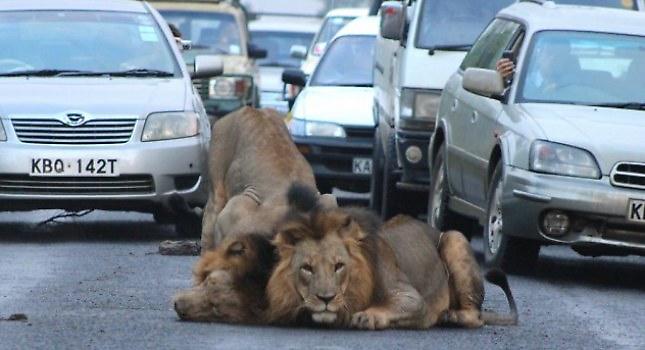 Λιοντάρια κάνουν… κατάληψη στο δρόμο
