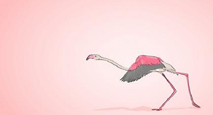 Pink flamingos fly high!