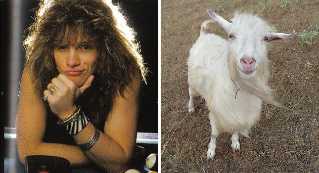 Οι Bon Jovi και οι κατσίκες