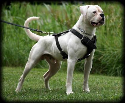 Σκύλος πυροβόλησε το… αφεντικό του!