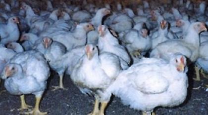 Καρκινογόνος ουσία σε ζωοτροφή στην Κάτω Σαξονία