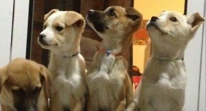 Παιδιά νηπιαγωγείου υιοθέτησαν αδέσποτα κουτάβια