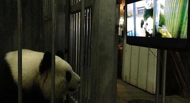 Τα… πάντα βλέπουν πορνό!