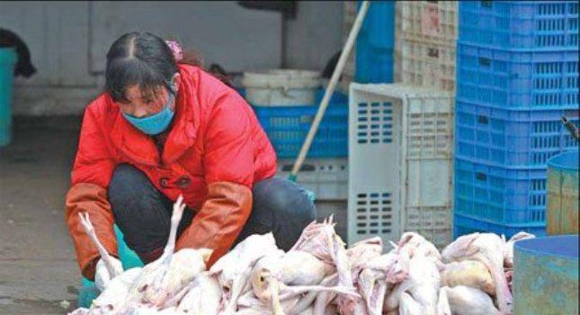 Ακόμη ένας νεκρός από τη γρίπη των πτηνών