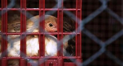 Η γρίπη των πτηνών μεταδόθηκε σε νέα επαρχία στην Κίνα