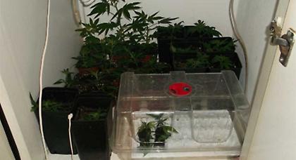 Καλλιεργούσαν ναρκωτικά στην κρεβατοκάμαρα